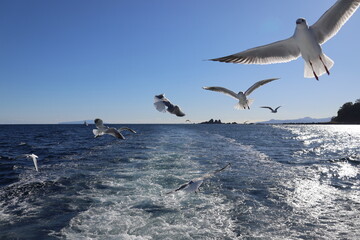 Seascape with seagulls