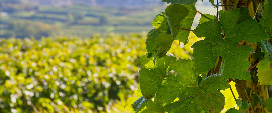 Reben Trauben Winzer Weinberge