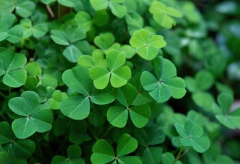 Lush green clover leaves close-up in vibrant nature setting