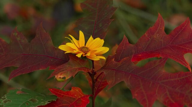 The stem of a yellow daisy intertwines with a young red oak sapling. Viewed from top to bottom. Mid-shot.
