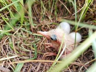 Baby bird hatching in grass