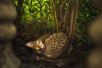 A peaceful tabby cat sleeps curled up in the shade of a garden, basking in natural light.