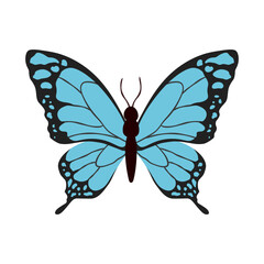 Bright blue butterfly on white background. Vector graphic illustration