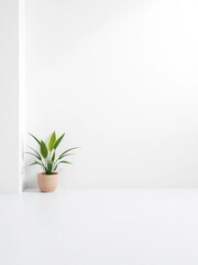 Clean white painted plaster, bright and airy minimalist background,  modern,  plaster
