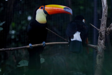 The toco toucan bird on the wood tree