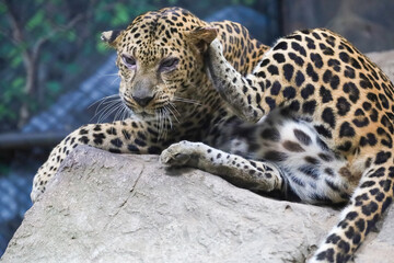 Fototapeta premium The leopard tiger is rest in rock garden