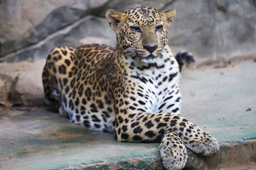 The leopard tiger is rest in rock garden