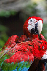 Close up head the red macaw parrot bird in garden
