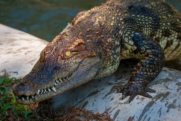 The crocodile on the river near canal