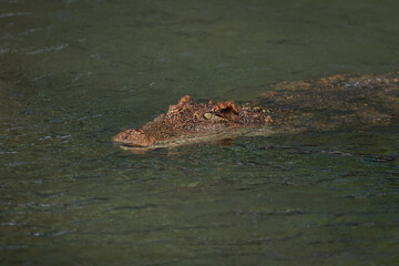 The crocodile is show head in the river