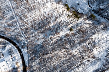 Stunning aerial drone shot captures a tranquil snowy forest landscape. Bare trees with dramatic shadows stretch across the fresh winter blanket, a serene nature scene