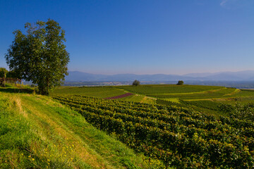 Naklejka premium Reben Weinberge Winzer