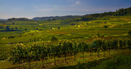 Naklejka premium Reben Weinberge Winzer