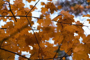 Fototapeta premium On an autumn day, yellowed maple leaves hang on the branches of a maple tree. Everything around is filled with yellow tones. Close-up.