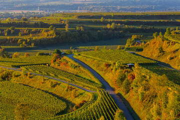 Fototapeta premium Reben Weinberge Winzer