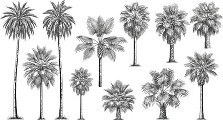 Hand Drawn Palm Tree Illustration Set with Tropical Botanical Silhouettes for Nature Designs, Summer Projects, Vintage Engravings, and Vector Artwork