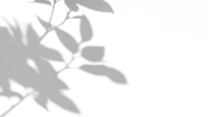 branches of a tree shadow on white wall,shadow overlay effects of realistic abstract natural tree leaves shadow on wall background,Summer sunlight and shadow overlay effect,branches shadow