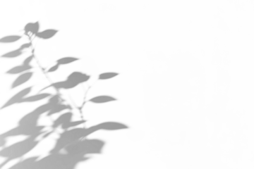 branches of a tree shadow on white wall,shadow overlay effects of realistic abstract natural tree leaves shadow on wall background,Summer sunlight and shadow overlay effect,branches shadow