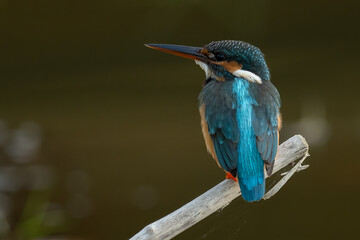The common kingfisher (Alcedo atthis), also known as the Eurasian kingfisher and river kingfisher
