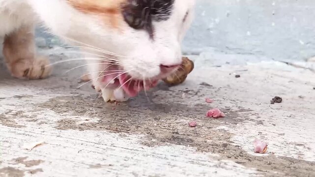 Cats are obligate animals with a digestive system capable of processing meat and bones, having a very acidic stomach and short intestines that help break down hard materials such as bones.