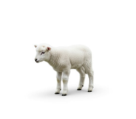 Fototapeta premium A lamb standing on a png transparent.