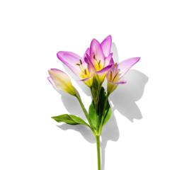 A single pink lily flower with yellow stamens on a png transparent.