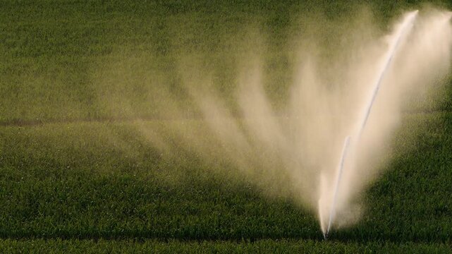 Sprinkler machine. Watering corn monoculture in France in a hot summer.
