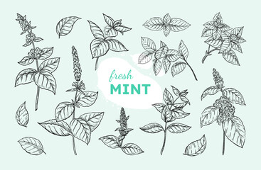 Mint leaf. Peppermint branch sketch, black and white spearmint, hand drawn menthol plant. Botanical herbs, leaves and stems. Condiment or medical flora. Vector doodle isolated elements © SpicyTruffel