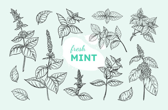 Mint leaf. Peppermint branch sketch, black and white spearmint, hand drawn menthol plant. Botanical herbs, leaves and stems. Condiment or medical flora. Vector doodle isolated elements