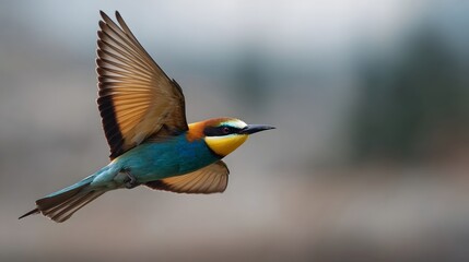 Fototapeta premium A vibrantly colored European bee eater bird in mid flight with wings spread wide against a soft blurred natural background