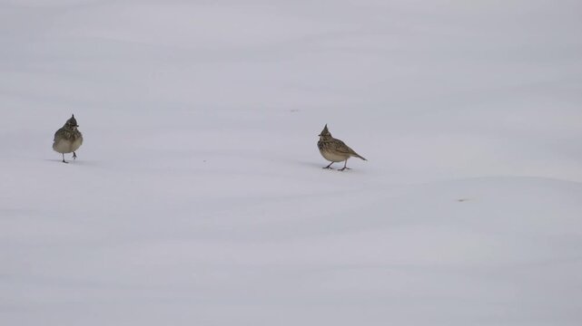 Eurasian Skylark in winter ambient (Alauda arvensis) - (4K)