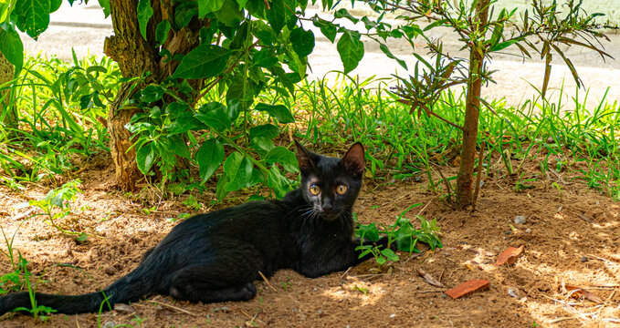 gato preto no jardim