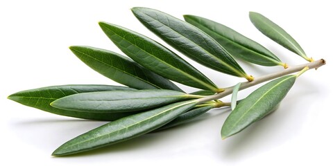 Green olive leaf is shown on a white background
