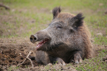 Wildschwein (Sus scrofa) Schwarzwild oder Schwarzkittel