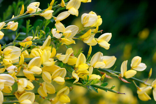 Ginster (Genista) gelbe Bl&uuml;ten, Nahaufnahme 