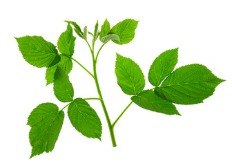 raspberry leaf. branches with leaves on transparent, png. organic natural healthy fruit .