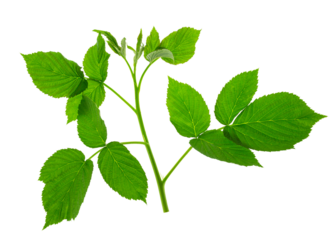 raspberry leaf. branches with leaves on transparent, png. organic natural healthy fruit .