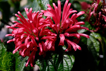 Brasilianische Federblume ,auch Flamingoblume oder Jacobinia (Justicia carnea) Bl&uuml;ten