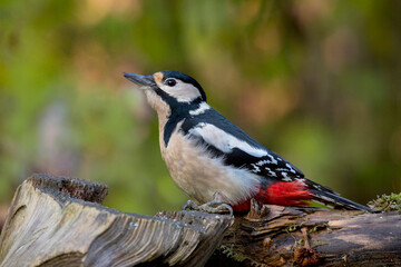 Fototapeta premium Buntspecht (Dendrocopos major) an Baumstamm 
