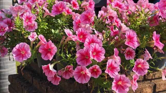 Pink flowers in a pot
