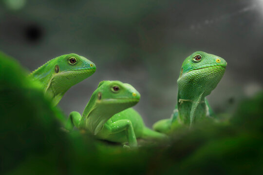 Fidschi Leguane (Brachylophus vitiensis) auf Baumstamm