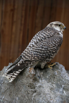 Gerfalke (Falco rusticolus) Wildtier