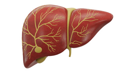 A detailed anatomical illustration of the human liver with visible bile ducts and gallbladder