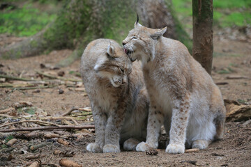 Obraz premium Eurasische Luchs oder Nordluchs (Lynx lynx) im Wald 