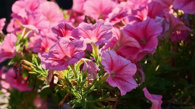 Pink flowers in a pot