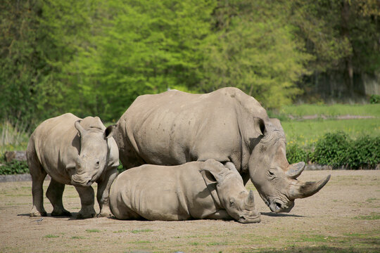 Breitmaulnashorn (Ceratotherium simum) Muttertier mit zwei Jungen 