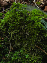 Fototapeta premium moss on the tree