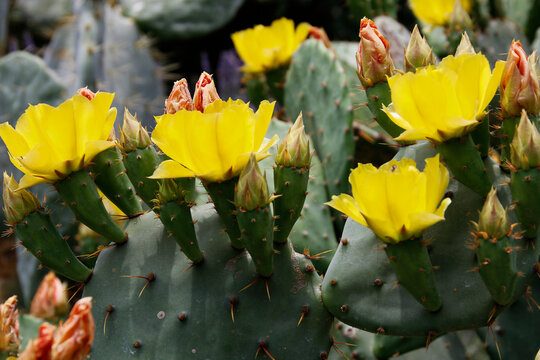 Opuntien (Opuntia) Kakteengew&auml;chs mit gelben Bl&uuml;ten 