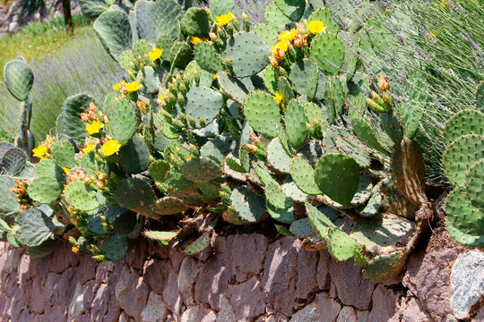 Opuntien (Opuntia) Kakteengew&auml;chs mit gelben Bl&uuml;ten 