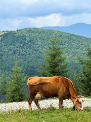 cow in the mountains